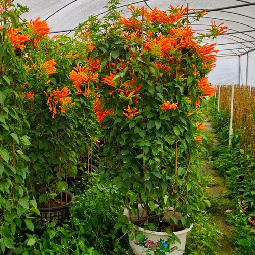 炮仗花苗围墙垂吊攀爬植物