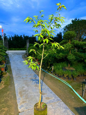 白兰花盆栽黄金玉兰苗十里飘香白兰花苗香味独特白玉兰花树苗盆栽