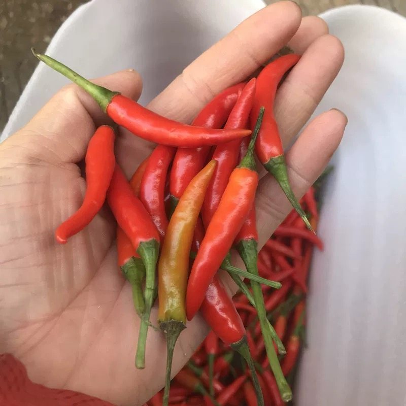 新鲜小米辣指天椒 朝天椒新鲜辣椒巨辣的辣椒小米辣椒很辣1份50克,水产肉类/新鲜蔬果/熟食,辣椒,淘宝优惠券,粉丝福利购,淘宝优惠卷