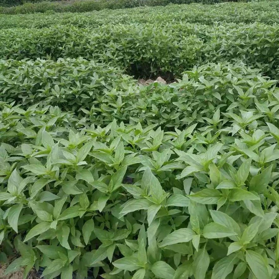 九层塔新鲜食用金不换味香罗勒叶冬阴功抛肉饭三杯鸡食材商用家用,水产肉类/新鲜蔬果/熟食,其它,淘宝优惠券,粉丝福利购,淘宝优惠卷