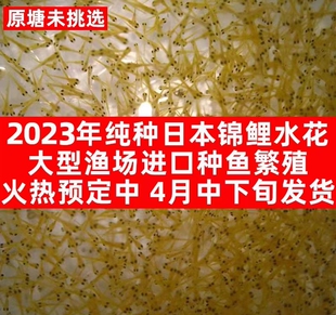 2025年锦鲤水花鱼苗春纯种如本红白三色丹顶观赏鱼草金小鱼苗幼苗