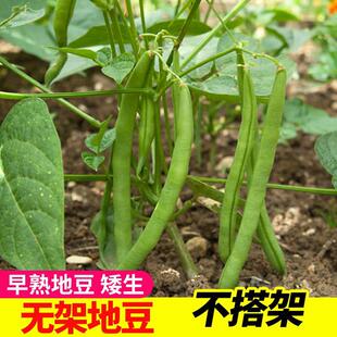 华美地豆种子豆角四季豆种籽无架豆矮生不搭架豇豆蔬菜种孑菜豆种