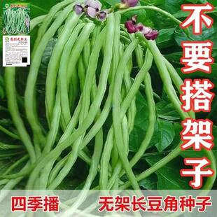 【48小时发货】【无架豆角种子】无需搭架蔬菜种籽四季播种长豇豆