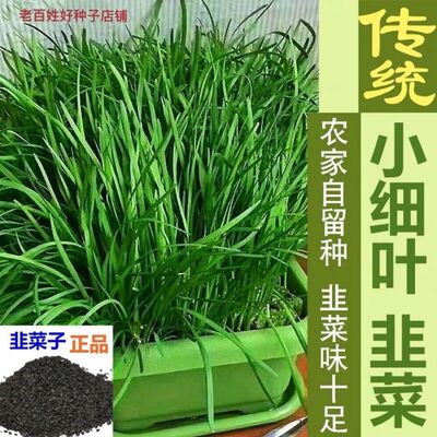 四季韭菜种子/老品种小细