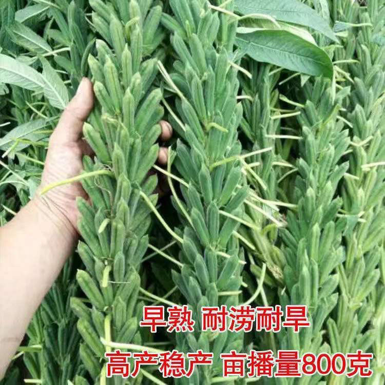矮脚油芝麻种子中早熟非图片