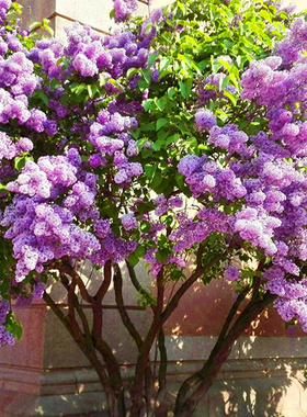 10丁香花树苗丁香花树苗盆
