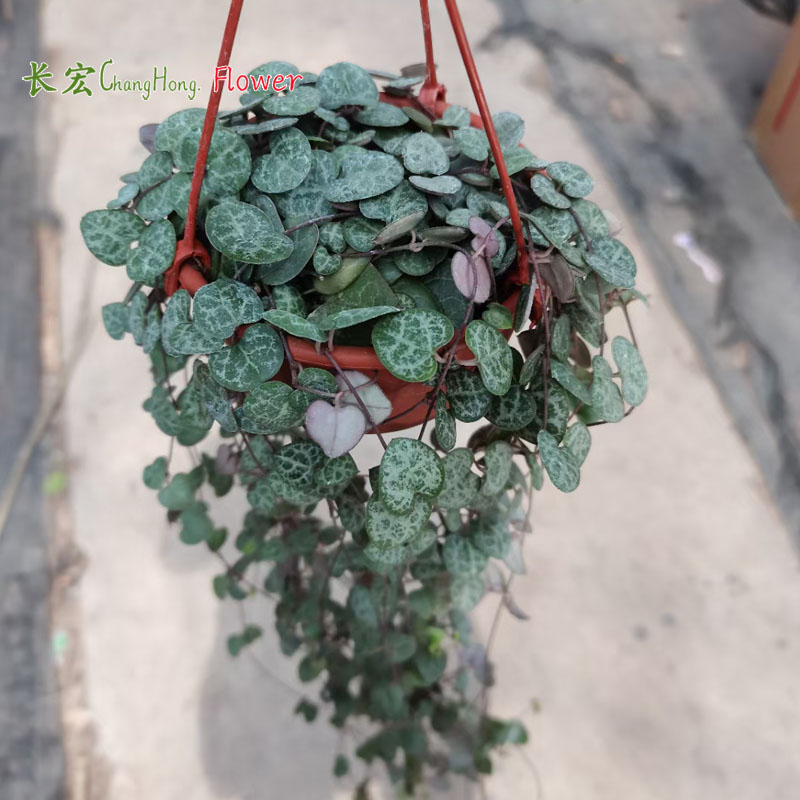 室内吊盆绿植盆栽金边翡翠佛珠婚纱吊兰长春藤爱之蔓花叶绿萝