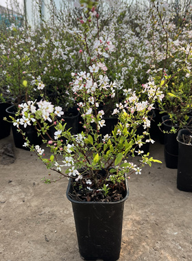 粉苞雪柳重瓣白色喷雪花苗盆栽花灌木开花如雪花境植物多年生少见