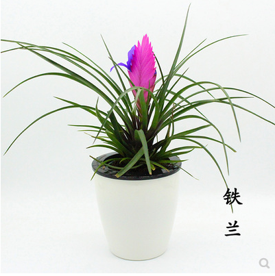 铁兰盆栽水培植物室内四季水培绿植阳台开花植物花卉盆栽凤梨盆栽