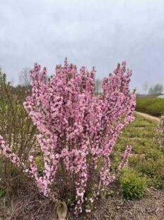 耐寒丛生重瓣小花榆叶梅树苗满天星郁李花苗梅花盆栽地栽绿植麦李