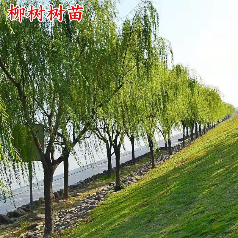 垂柳树苗黄金柳金丝柳青皮柳速生柳树苗庭院道路占地工程绿化苗木