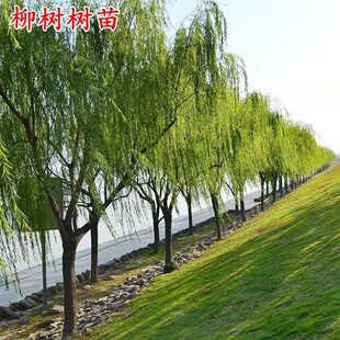 垂柳树苗黄金柳金丝柳青皮柳速生柳树苗庭院道路占地工程绿化苗木