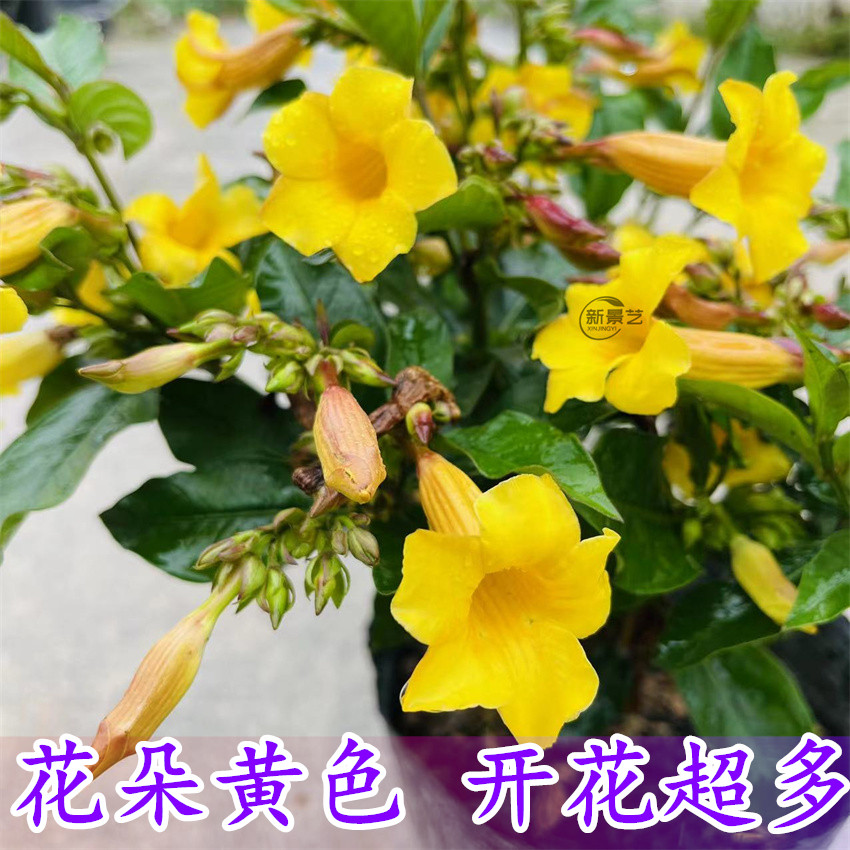 带花黄蝉花 阳台庭院盆栽硬枝黄婵花 小黄蝉花苗好养夏秋花开不断