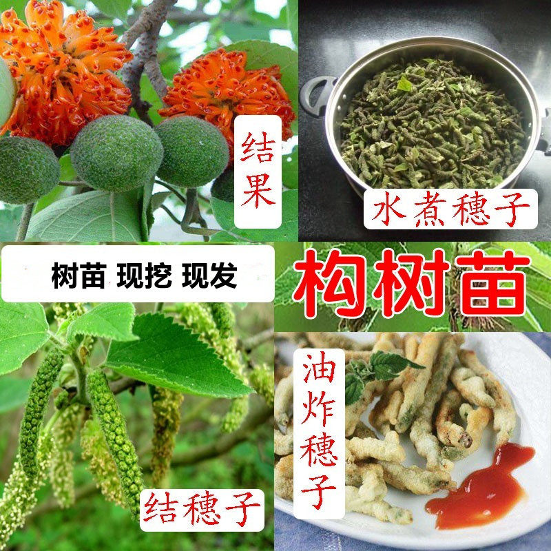 扶贫树苗可食用构树苗野生葡萄树饲养猪牛羊构树苗当年结果苗
