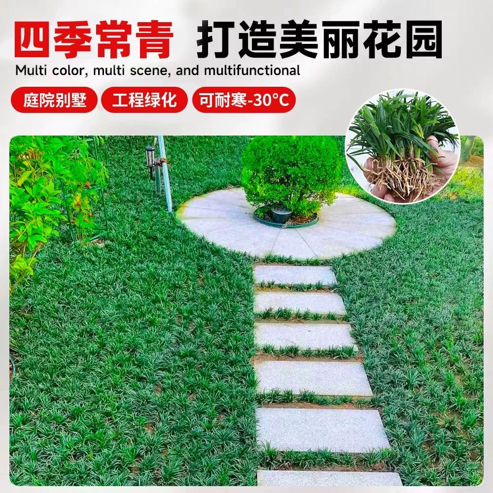 矮麦冬草皮日本玉龙草花园植物四季常青长不高庭院别墅耐践踏耐寒图片