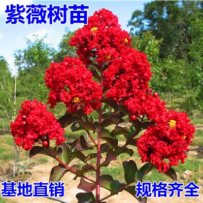 紫薇花树苗红火球速生绿化工程