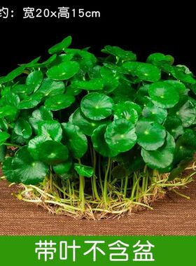 铜钱草水培土培盆栽室内花金钱草
