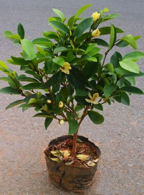 含笑花苗盆栽带花苞浓香型花卉四季常青植物庭院阳台耐寒耐含笑树