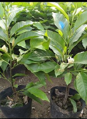 芳香花卉黄兰树苗 浓香型白兰花盆栽白兰花苗 黄桷兰树苗绿植茉莉