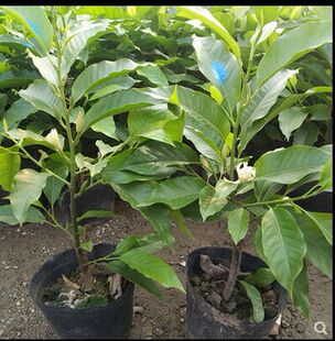 芳香花卉黄兰树苗 浓香型白兰花盆栽白兰花苗 黄桷兰树苗绿植茉莉