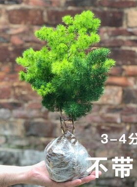 100蓬莱松室内盆栽生肖猴客厅