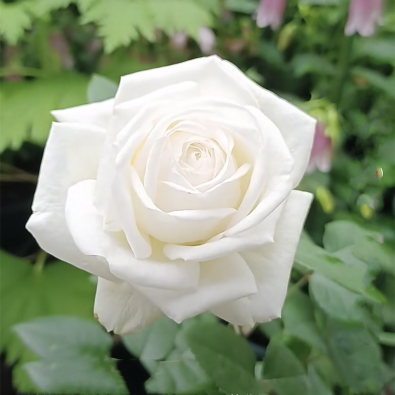 10珍妮莫罗月珍妮莫罗月季