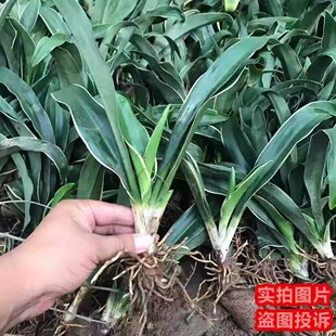 乔迁新婚万年青盆栽金边银边四季常青绿植吉祥草植物室内好养易活
