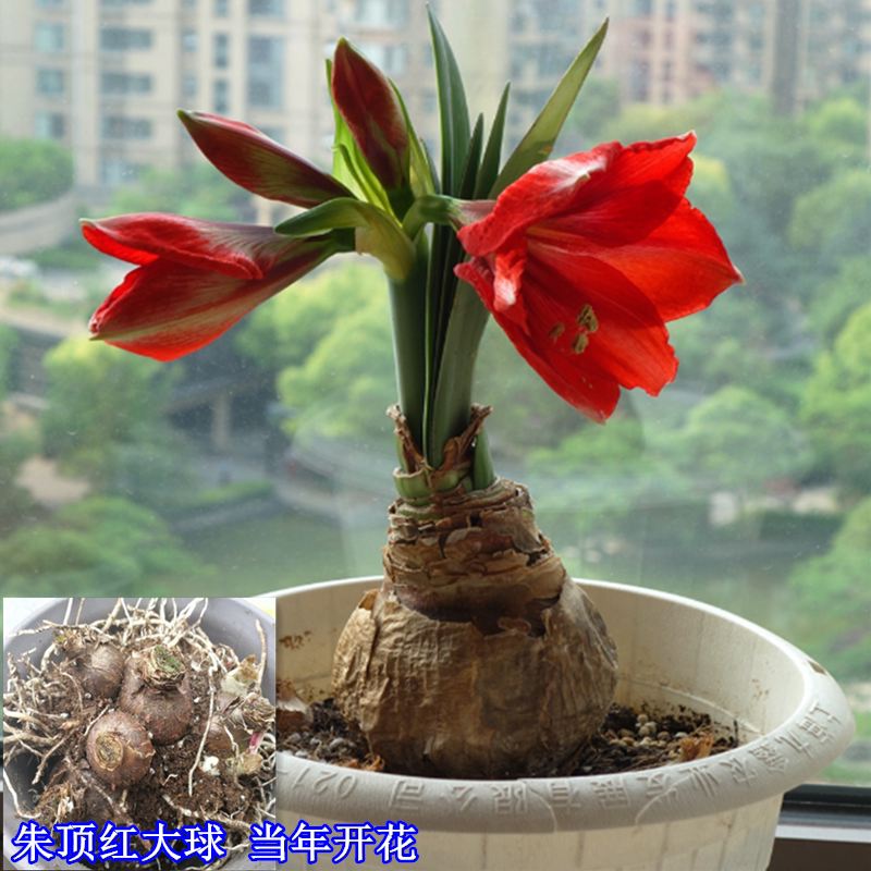 国产朱顶红种球土朱多年生单瓣盆栽卉室内外阳台庭院植物对子莲球