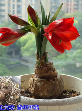10朱顶红种球朱顶红种球土