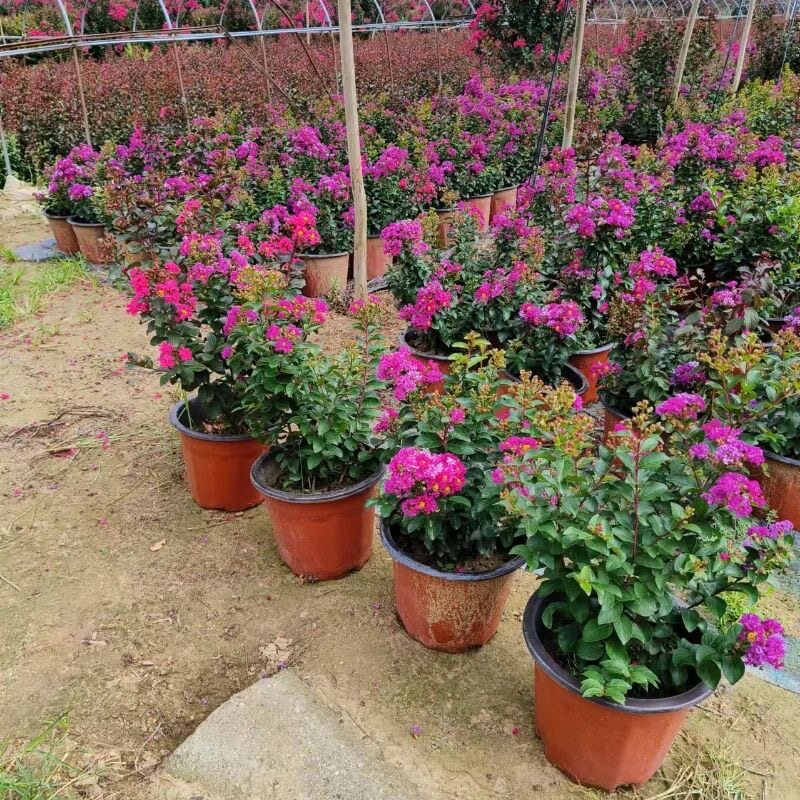 紫薇花苗盆栽观赏花卉庭院树苗百