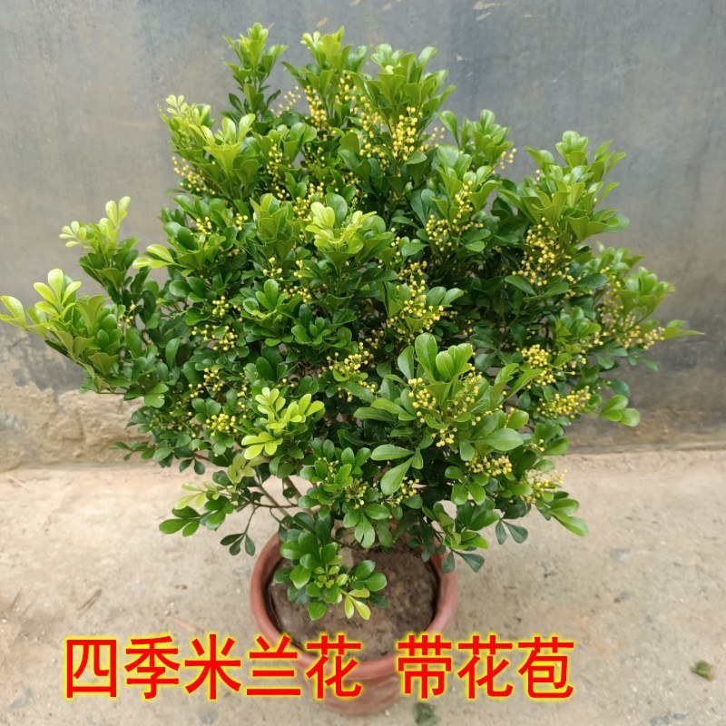 10独杆米兰花树苗带苞室内阳