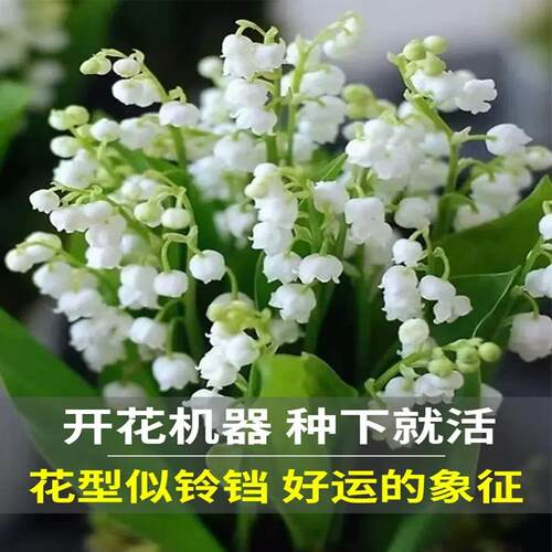 10铃兰草本花卉办苗四季开盆栽