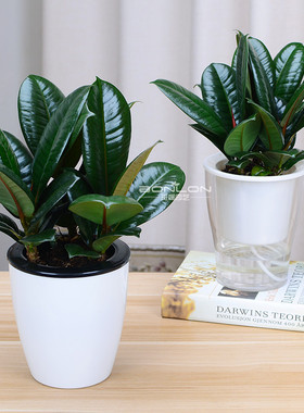 10竹炭吸甲醛东南亚阳台黑金