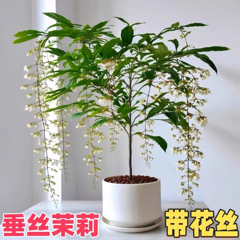 垂丝茉莉盆栽带花苞办公室内桌面好养泰国风车茉莉阳台花卉绿植物