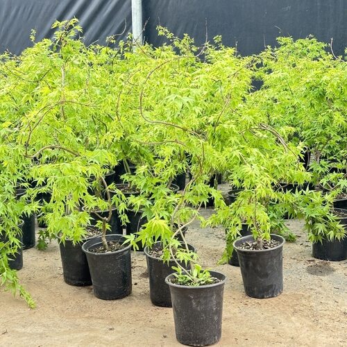 流泉枫盆栽造型盆景室内绿植客厅办公室桌面观叶植物花卉四季好养
