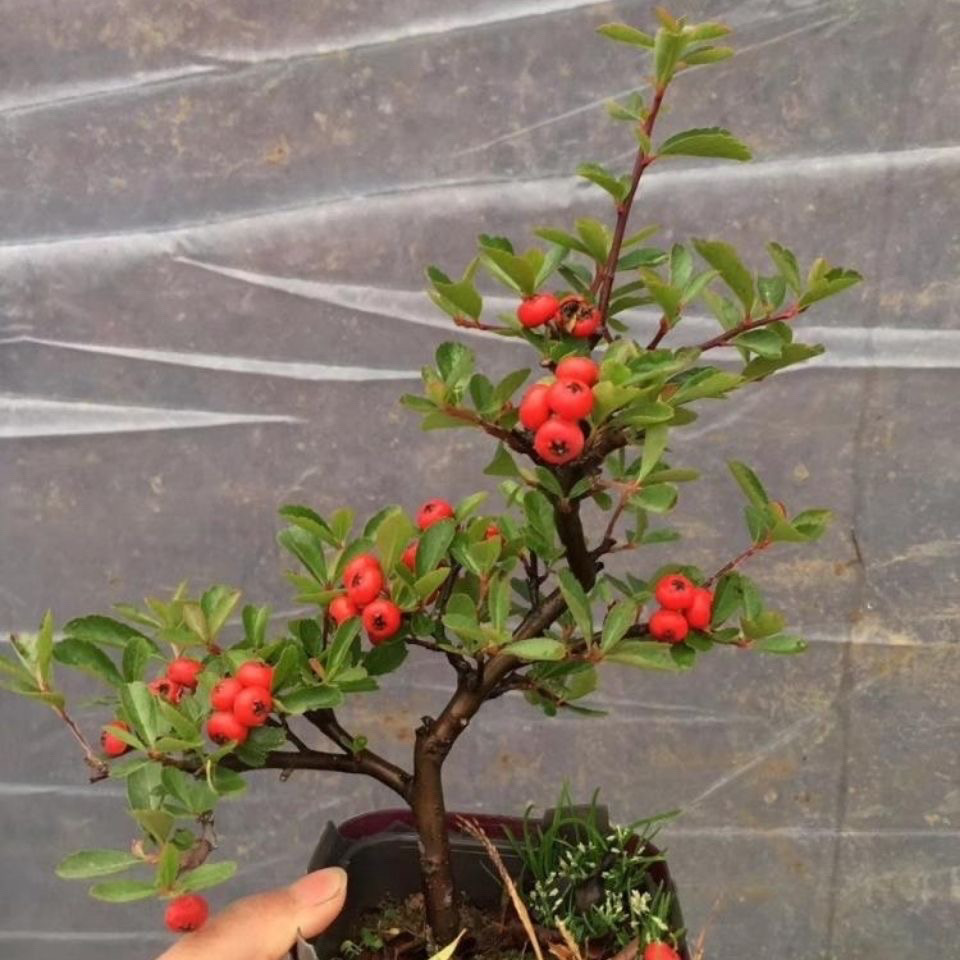 火棘吉祥满堂红观果植物耐寒耐热室内外老桩盆栽花卉四季好养易活