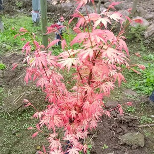 进口红枫泰勒新枫叶粉红色枫叶别墅庭院阳台盆栽绿植彩叶树种枫树