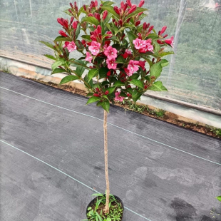 阳台花卉盆栽庭院种植五彩锦带红王子锦带花苗棒棒糖造型高档别墅