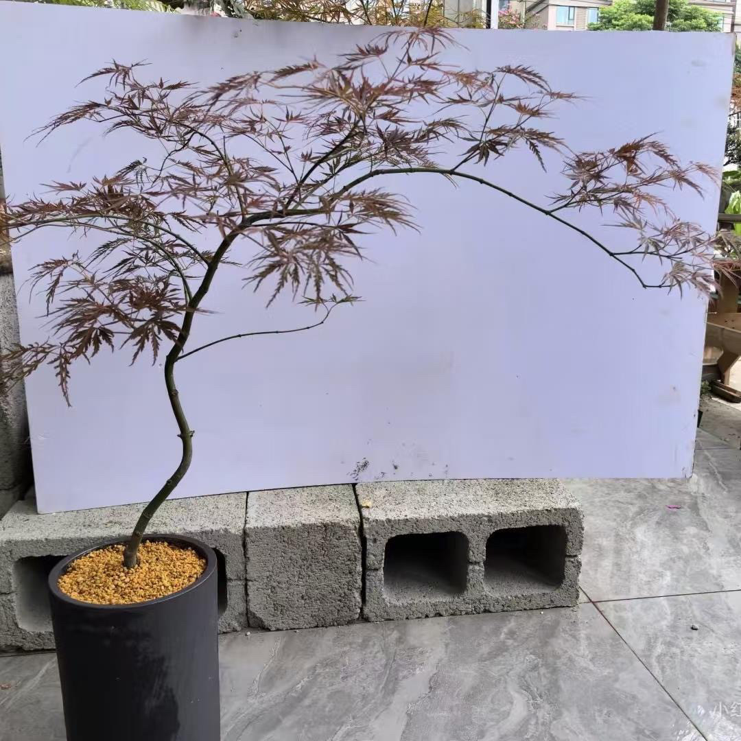 正宗垂枝红羽毛枫树苗耐寒红枫树苗嫁接羽毛枫树别墅庭院高档景观