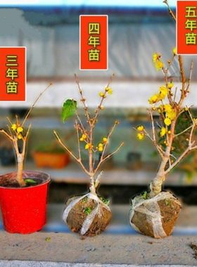 腊梅盆景树桩腊梅树苗黄色梅花盆栽地栽耐寒素心磬口梅带花苞发