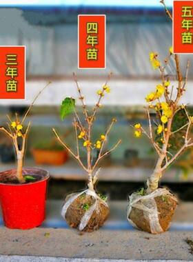 盆景树桩黄色梅花耐寒地栽