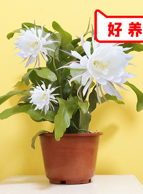 10昙花苗室内昙花苗室内阳