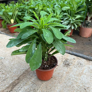 霸王鞭盆栽 龙骨 仙人柱 仙人柱 金刚杵 量天尺 刺金刚植物盆栽