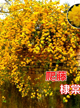 重瓣棣棠花苗盆栽耐荫攀缘