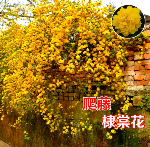 重瓣棣棠花苗盆栽耐荫爬藤攀缘花卉绿植物浓香多花耐寒四季金灿花 - 封面