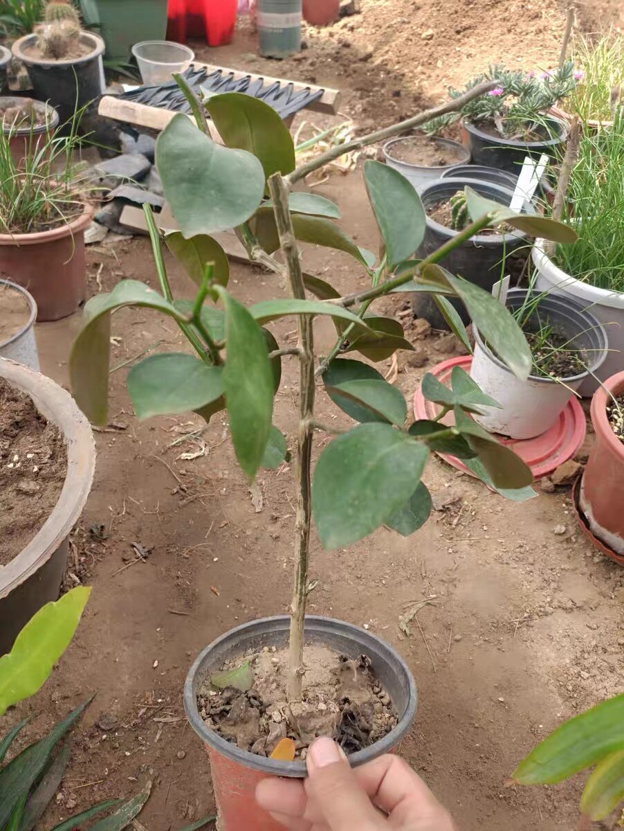 叶仙苗嫁接蟹爪兰叶仙苗砖木叶仙大苗小树苗叶仙人掌绿植花卉盆栽