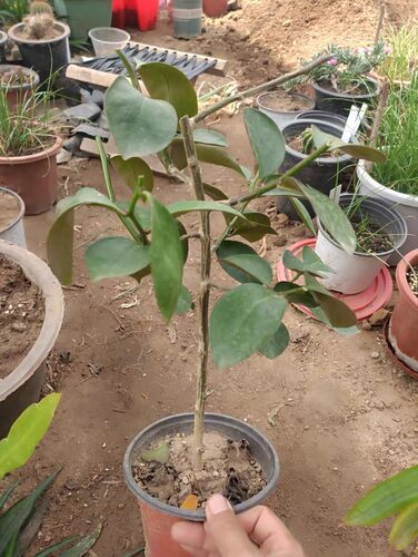 叶仙苗嫁接蟹爪兰叶仙苗砖木叶仙大苗小树苗叶仙人掌绿植花卉盆栽