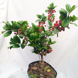 无刺枸骨树苗造型老桩有刺金玉满堂四季常青植物庭院园林绿化盆栽