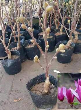 10矮化玉兰花矮化玉兰花树