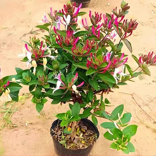 金银花树苗盆栽花卉庭院阳台爬藤食用药耐寒南北方种植四季种植花
